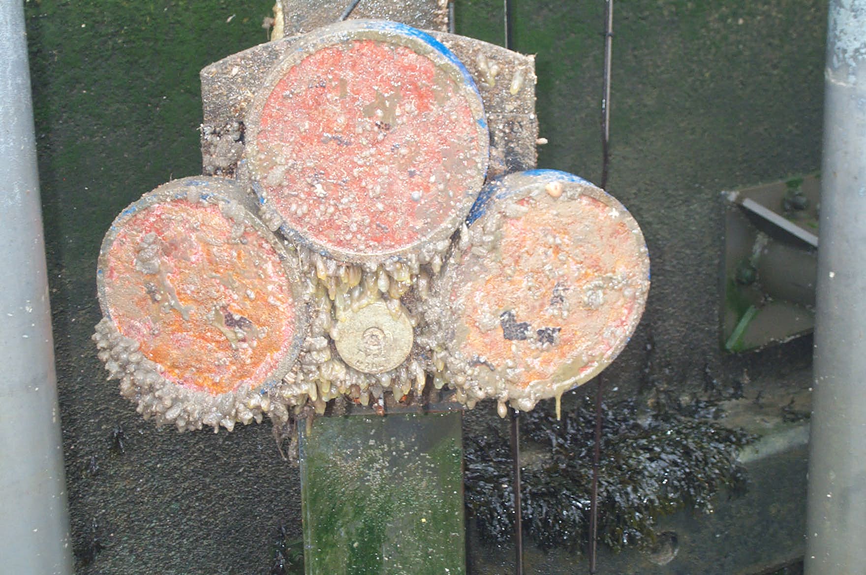 Biofouling examples